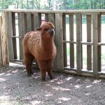 alpaca yearling barnyard