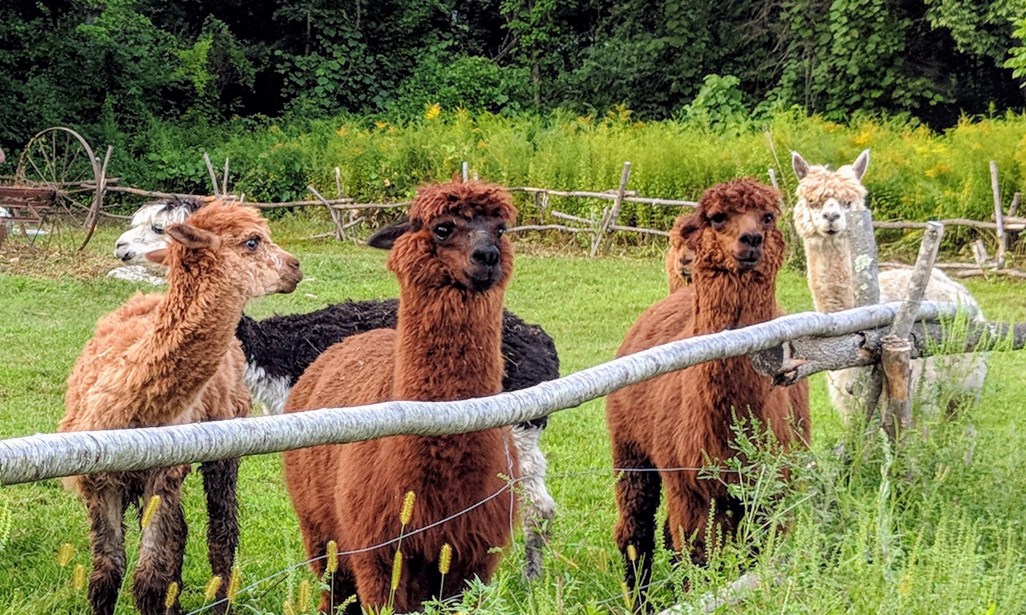 alpacas front field fence