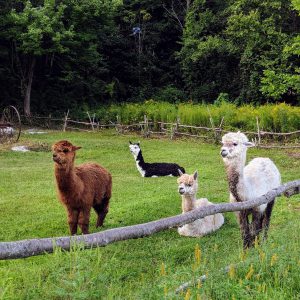 alpacas watching street